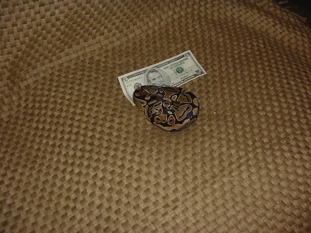 Ball python