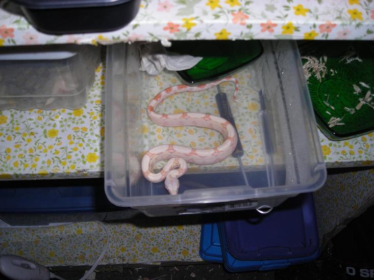 albino boa