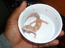 my tremper albino
