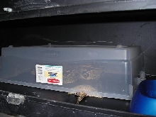 cage cleaning