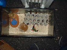 Hisser roaches