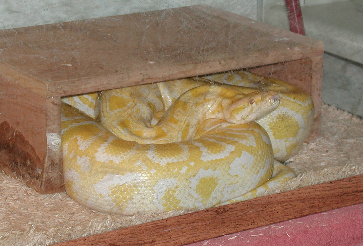 Pele 1