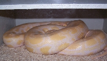 Strangler about to shed