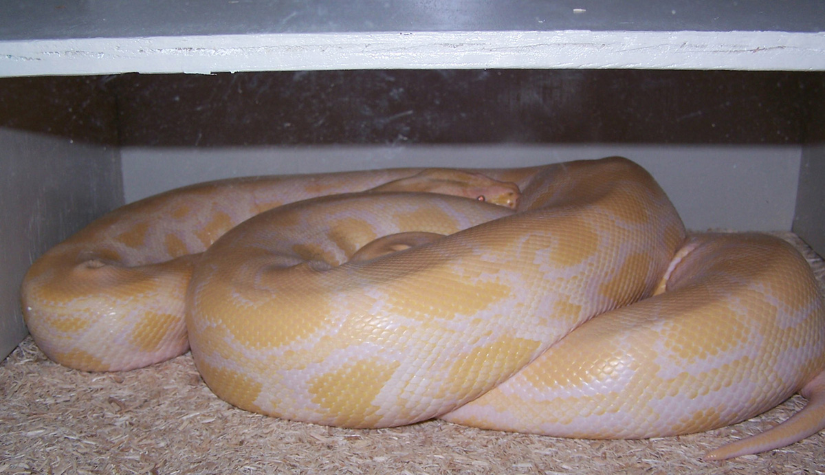 Strangler about to shed