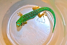 Female Phelsuma cepediana