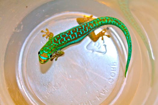 Female Phelsuma cepediana