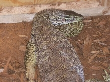 Male Argus/Flavi