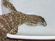 Female Argus/Flavi Drinking