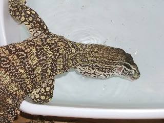 Female Argus/Flavi Drinking
