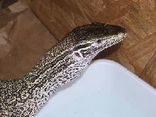 Female Argus/Flavi