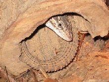 Male Peeking/ Female Tail