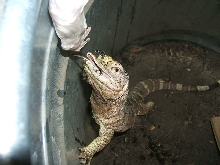 Black Throat Lunging