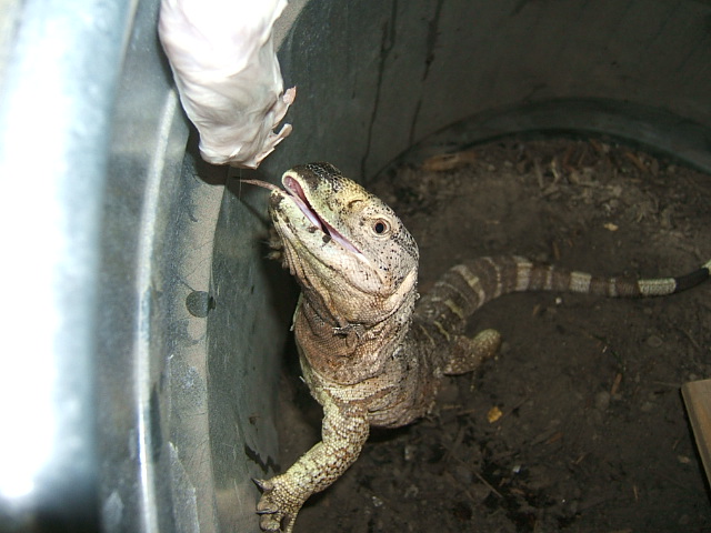 Black Throat Lunging