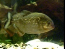 R.B. Pirahnas R.I.P.