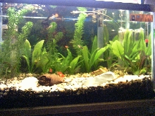 10 gallon planted