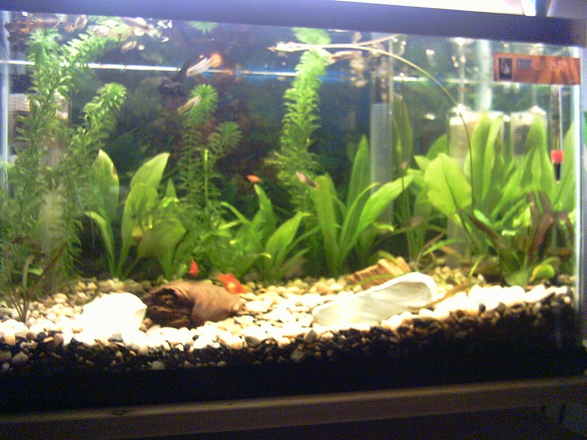 10 gallon planted