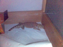 beared dragon sleeping
