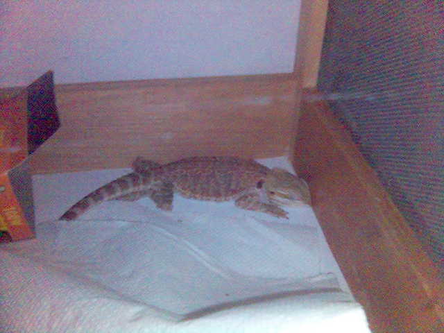beared dragon sleeping