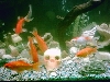 my goldfish