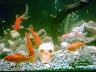 my goldfish