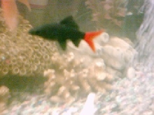 biggest of my red tails three inches