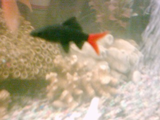 biggest of my red tails three inches