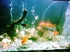 mixed tank assorted fish
