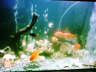 mixed tank assorted fish