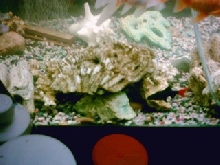 my redtail shark
