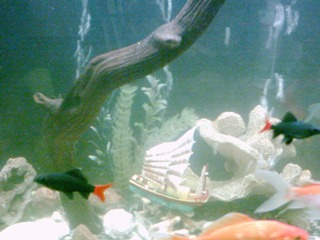 my redtail sharks