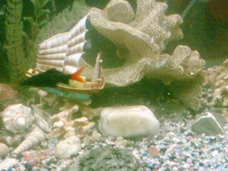 my red tail