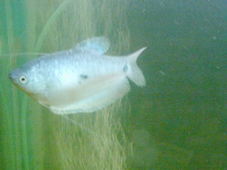 little blue