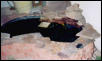 My First Pond