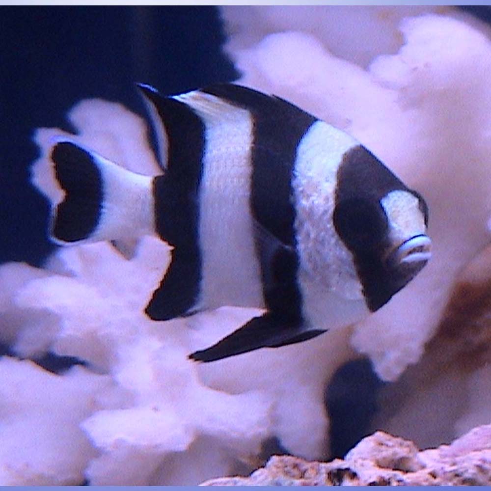 Four stripe Damelfish