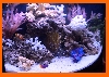 My New Seven Gallon Tank