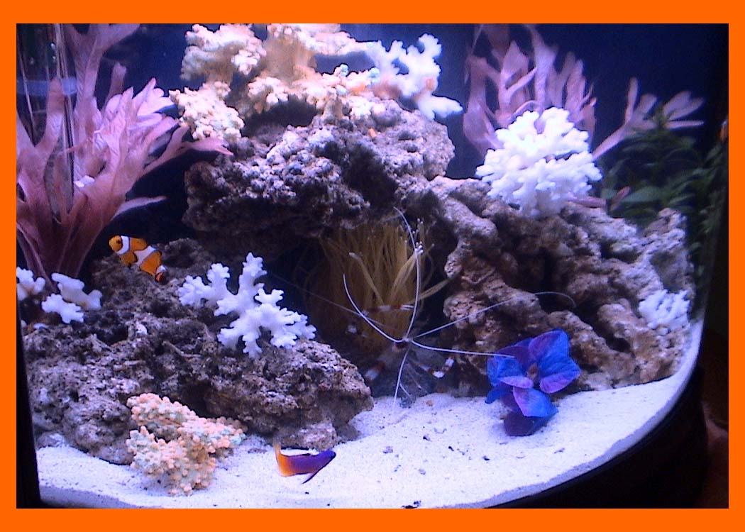My New Seven Gallon Tank