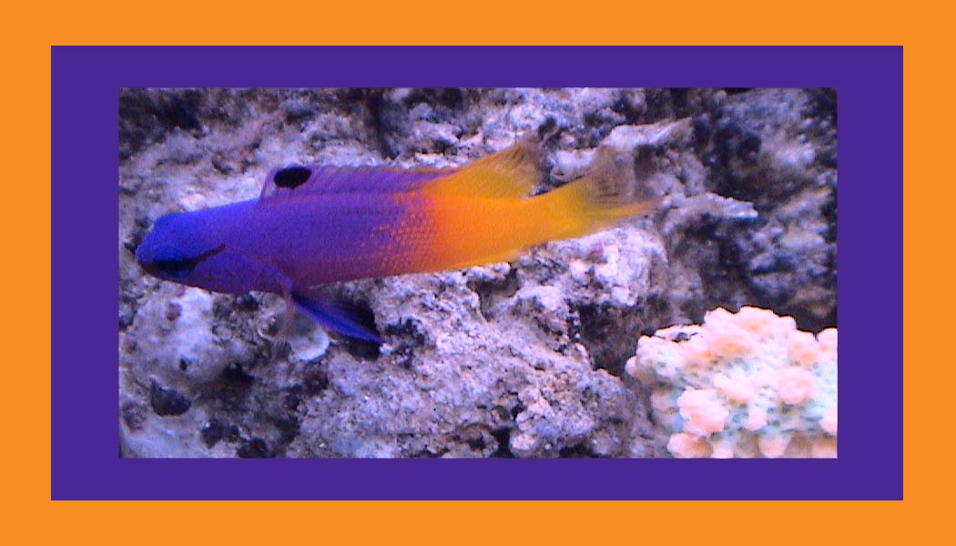 royal gramma color tank small rainbow clown percula