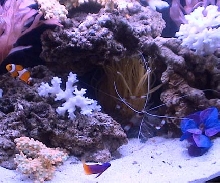 This is my new tank!!