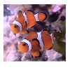 My Clownfish