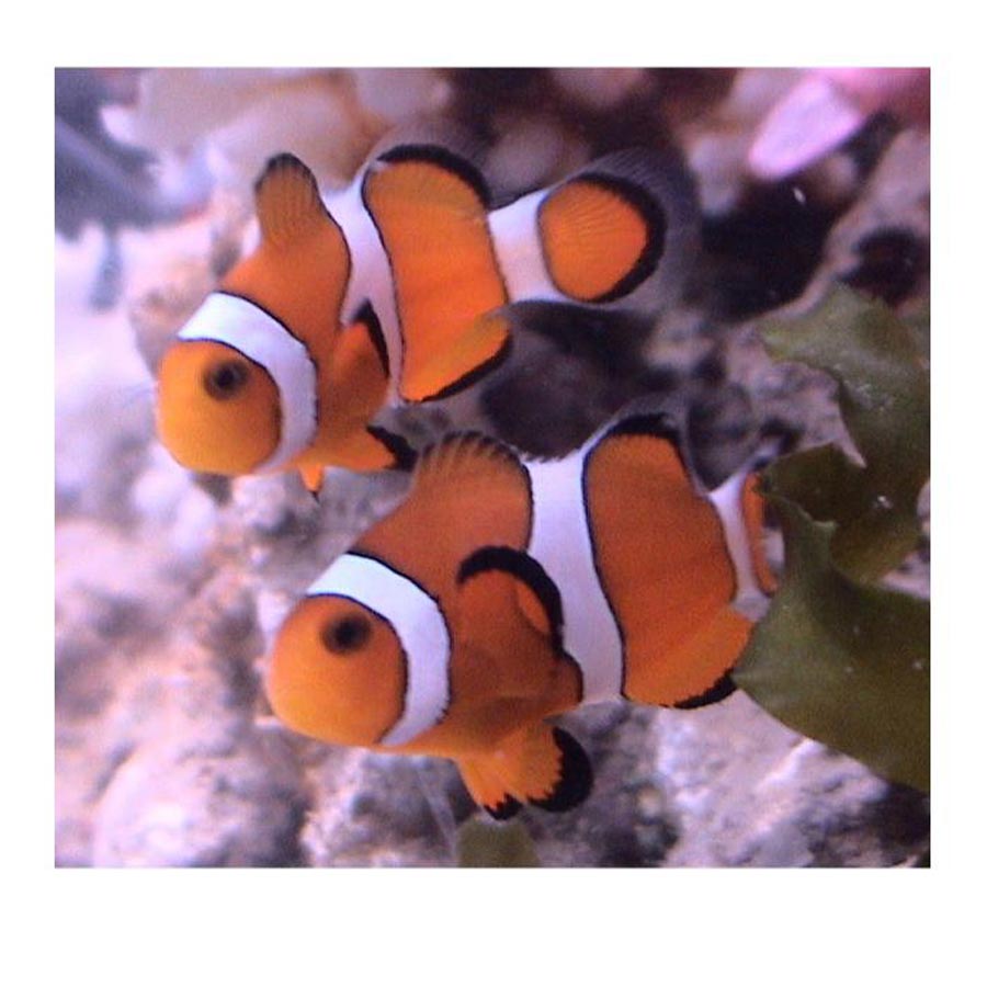 My Clownfish