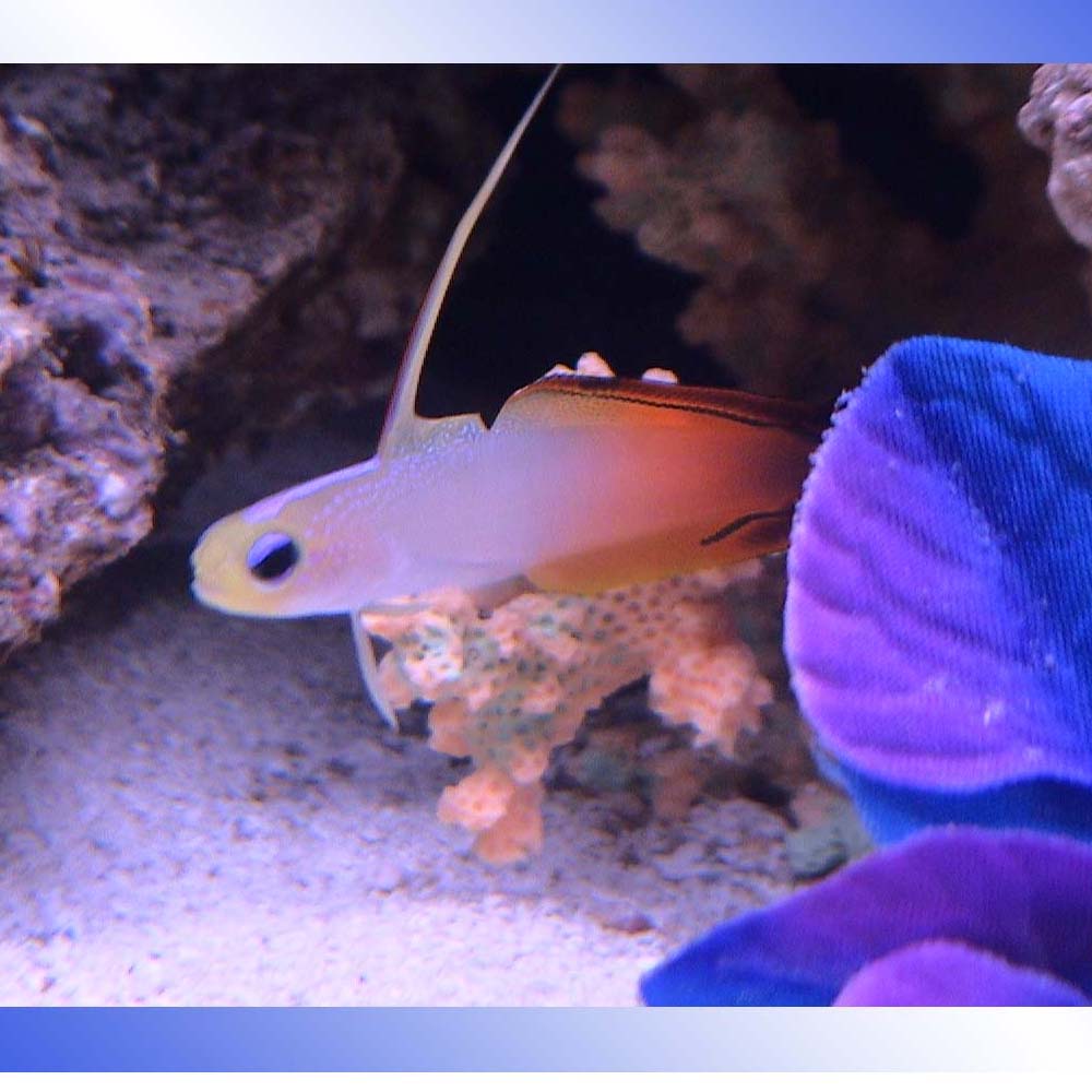 firefish