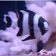 damselfish