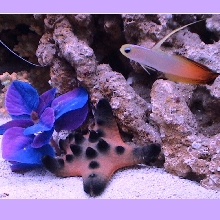 Fire fish and chocolate chip star fish!