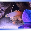 Firefish