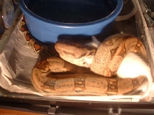dinner time