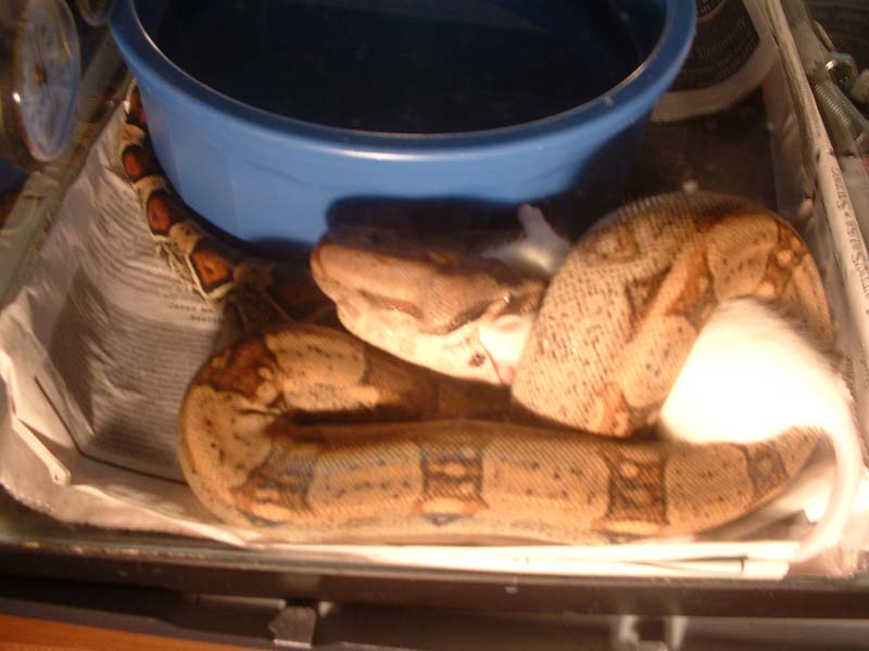 dinner time