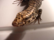 columbian B&W tegu