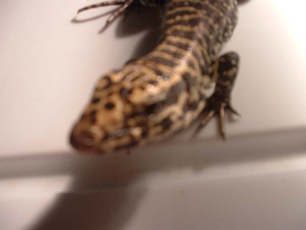 columbian B&W tegu