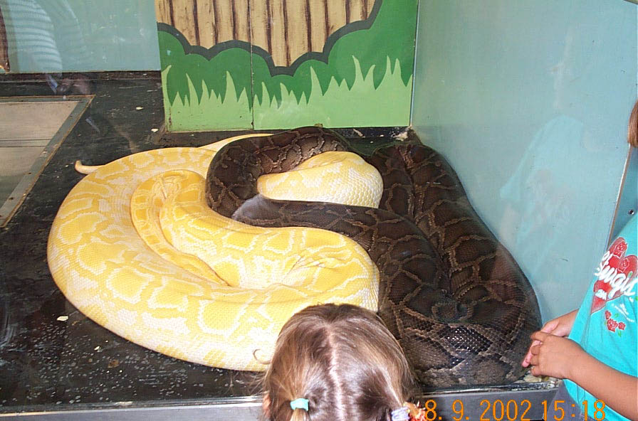 2 large burms