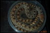 Baily - Bullsnake